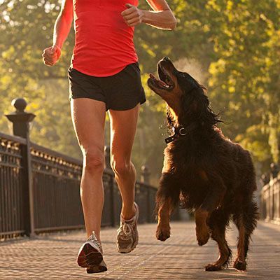 National Running Day can be a good excuse to enjoy a fun run with your dog. Womens Motivation, Running Partner, Top Dog Breeds, Running Day, It's Too Hot, Hiking Dogs, Dog Agility, Workout Pictures, Sporting Dogs