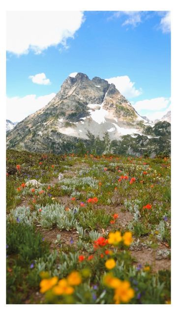 Alpine Wildflowers, Super Bloom, Mountain Summer, Alpine Flowers, Gods Creation, Travel Adventure, Summer Travel, Washington State, Mount Rainier