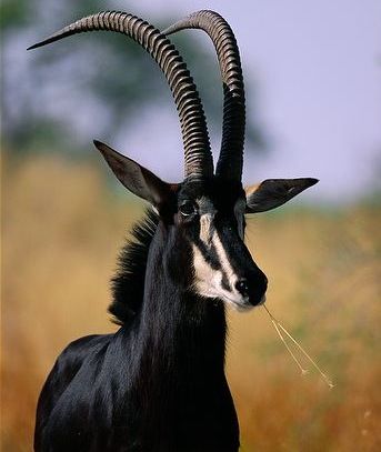 Biology Continue 5:- Most active in the early morning and late afternoon, sable antelope graze on a variety of short grasses abundant during the growing season and survive during the harsh dry seasonby browsing on herbs, bushes and trees. Water is visited at least every other day and no sable antelope will travel more then two miles from a watering hole or river. Adults are rarely attacked by predators such as lions because of their large horns and formidable fighting abilities. Sable Antelope, Animals With Horns, Comedy Wildlife Photography, Mule Deer, Animal Wildlife, Animale Rare, Unusual Animals, Rare Animals, Manx