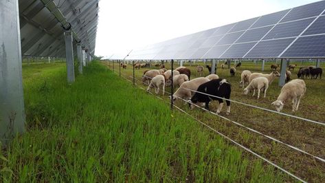 Vet Study, Fantasy Farm, Smart Farming, What Is Solar Energy, Eco Farm, Solar Energy For Home, Renewable Energy Technology, Solar Energy Facts, Regenerative Agriculture