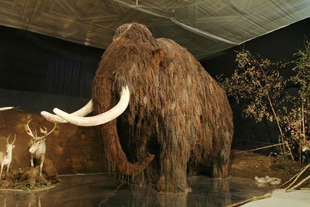 "Mammoth in Prague’s National Museum. Credit: Petr Novák, Wikipedia" -- Click through to "North American Forests in the Age of Man" and discover the role mammoths had in the distribution of trees. Lernaean Hydra, Prehistoric Mammals, Ages Of Man, Mythological Animals, Taxidermy Art, Wooly Mammoth, Prehistoric Art, Extinct Animals, Prehistoric Animals