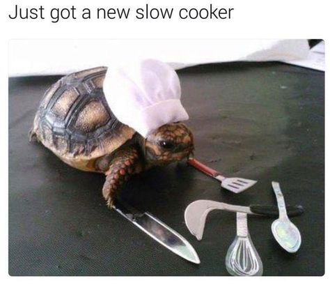 Turtle with chef's hat and cooking utensils. Laugh Of The Day, 9gag Funny, Baby Animals Funny, Funny Animal Memes, E Card, Funny Animal Pictures, 귀여운 동물, Animal Memes, Cute Funny Animals