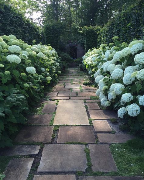 Martie Kilmer on Instagram: “Annabel hydrangeas 💚 #hydrangea #oysterville” Annabel Hydrangea, Fern Garden, Ferns Garden, Driveway Gate, Space Design, Driveway, Fern, Hydrangea, Gate