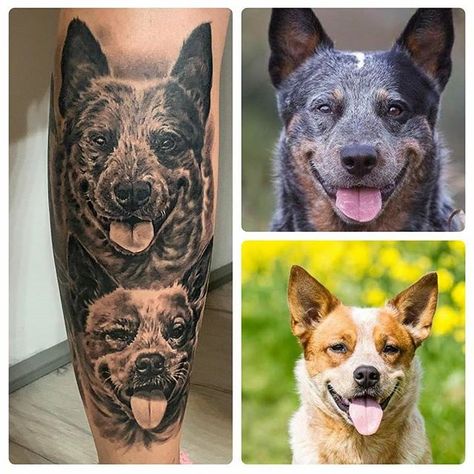 14 Things You Didn’t Know About The Australian Cattle Dog | PetPress Red Heeler Tattoo, Australian Cattle Dog Tattoo, Blue Heeler Tattoo, Cattle Dog Tattoo, Heeler Tattoo, Queensland Heeler, Austrailian Cattle Dog, Tattoos Inspiration, Floral Tattoos