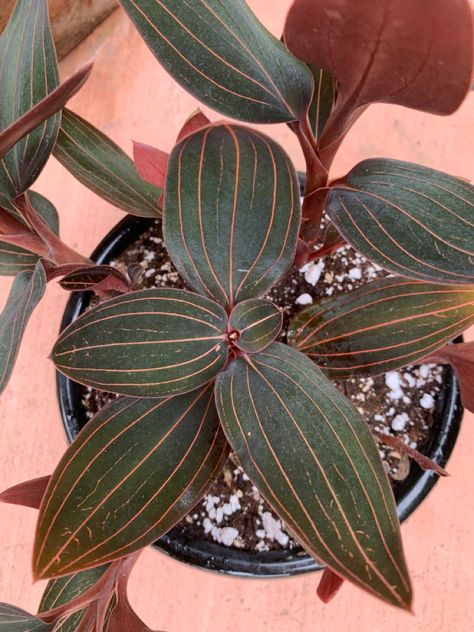 Jewel Ludisia Discolor Ludisia Discolor, Jewel Orchid, Orchids, Plant Leaves, Plants, Quick Saves