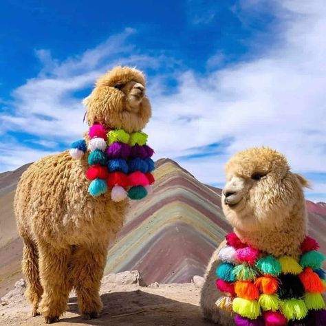 vinicunca 2021 Peru Llama, Rainbow Mountains Peru, Dream Landscape, Alpaca Farm, Cute Alpaca, Colorful Mountains, Rainbow Mountain, Llama Alpaca, Apa Aja