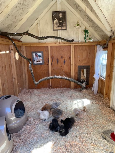 Chicken Pen Ideas, Plymouth Rock Chicken, Micro Farming, Chicken Pet, Nest Ideas, Easy Chicken Coop, Pen Ideas, Backyard Chicken Coop Plans, Chicken Pen