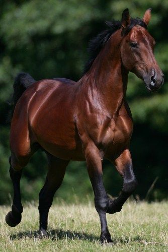 Cleveland Bay Ahal Teke, Cleveland Bay, Bay Stallion, Horse Running, Cai Sălbatici, Rasy Koni, Bay Horse, Akhal Teke, Most Beautiful Horses