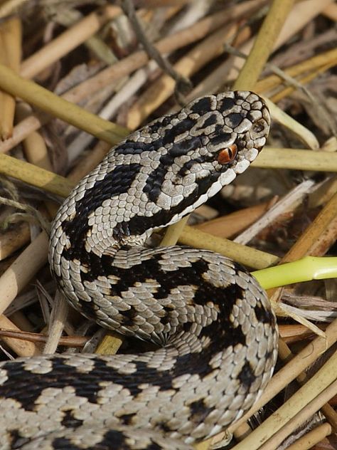 close up of a British Adder European Adder, Nature Curriculum, Adder Snake, Snake Pictures, Snake Photography, Puff Adder, Piercing Snake, Tam Lin, Snake Bite Piercing