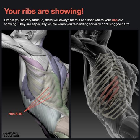 Bony Landmarks, Surface Anatomy, Anatomy For Sculptors, 남성 근육, Human Muscle Anatomy, 3d Anatomy, Anatomy Practice, Man Anatomy, Anatomy Sculpture