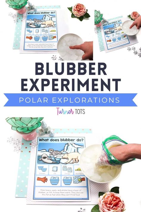 Penguin Blubber Experiment, Arctic Habitat Activities, Arctic Ocean Animals, Polar Bear Blubber Experiment, Arctic And Antarctic Activities, Blubber Experiment For Kids, Artic Preschool Activities, Arctic Animal Science, Animals Science Activities