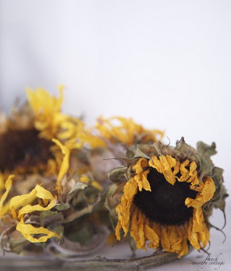 Drying Sunflowers, Dry Sunflowers, Dried Sunflowers, Sunflower Head, Garden Tattoo, Flower Sunflower, Sunflower Pictures, Plants Ideas, Aesthetic Garden