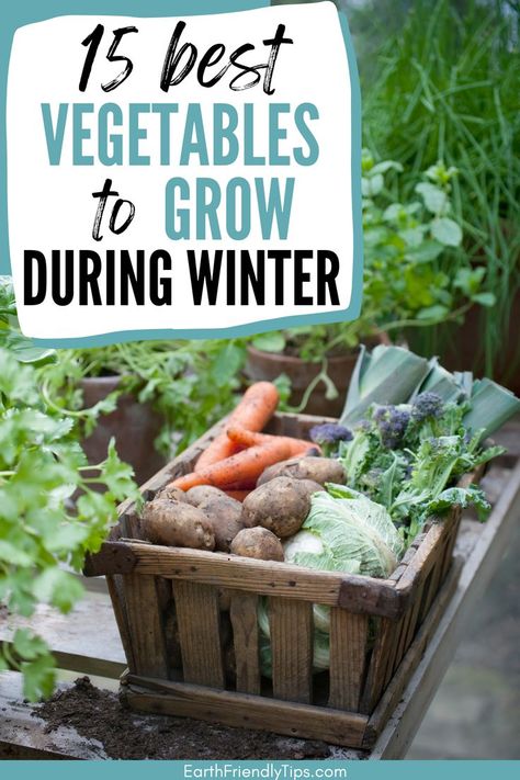 Picture of crate of garden vegetables with text overlay 15 Best Vegetables to Grow During Winter Fall Winter Vegetable Garden, Fall And Winter Vegetable Garden, Planting Winter Vegetables, Plants To Grow In Winter, Winter Sowing Vegetables Zone 6, Winter Veggie Garden, Winter Veggies To Grow, Green House For Winter Cold Weather, Cool Weather Vegetable Garden