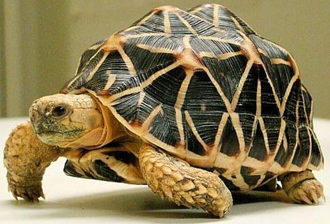 Star Tortoise, Indian Star Tortoise, Tortoise Tattoo, Russian Tortoise Diet, Tortoise Food, Cute Tortoise, Russian Tortoise, Tortoise Care, Tortoise Habitat