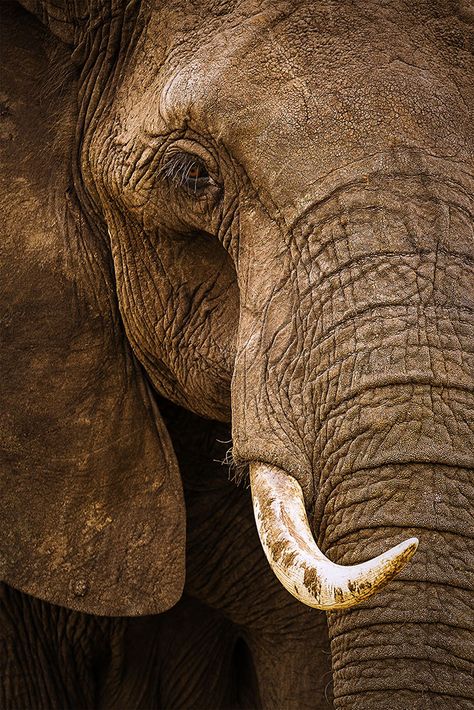 African Elephant Portrait | Photography by Stephen W. Oachs Regard Animal, Bull Elephant, Elephant Photography, Elephants Never Forget, Elephants Photos, Elephant Drawing, Save The Elephants, Elephant Love, Elephant Art