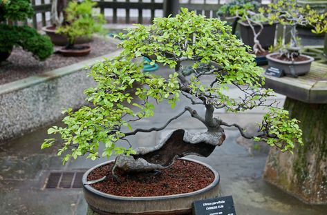 Bonsai Indoor, Chinese Elm Bonsai, Buy Bonsai Tree, African Lovebirds, Elm Bonsai, Bonsai Forest, Bonsai Tree Types, Bonsai Tree Care, Bonsai Care