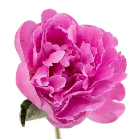 Hot Pink Peony, Alexander Fleming, Pink Peony Flower, Peony Pink, Flower Guide, Flower Bucket, Florist Supplies, Flowers Delivered, Flower Care