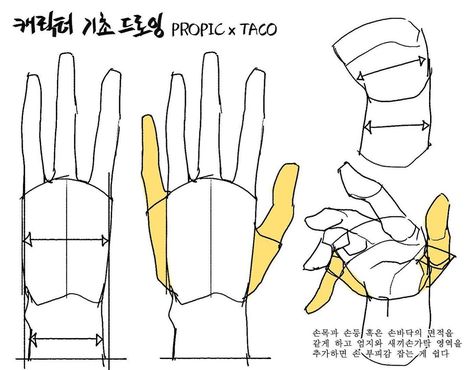 Hand Anatomy, Anatomy Tutorial, Human Anatomy Drawing, Hand Drawing Reference, Anatomy Sketches, Body Reference Drawing, Hand Reference, 캐릭터 드로잉, Gambar Figur