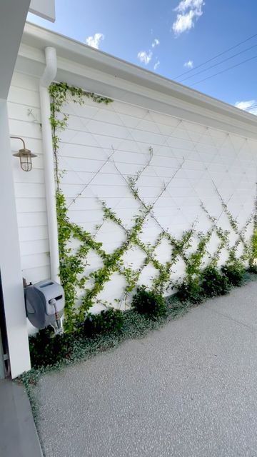 Climber Plants, Vine Trellis, Small Condo, Backyard Plan, Diamond Trellis, Star Jasmine, Landscaping Garden, Garden Trellis, House Goals