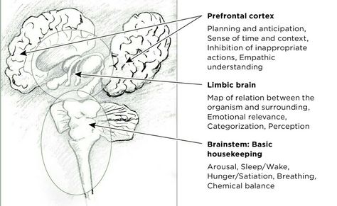 The Body Keeps The Score Quotes, The Score Quotes, Emotion Journal, The Body Keeps The Score, Brain Mapping, The Score, 8th Sign, Brain Food, Psychology Books