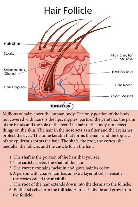 Structure Of Hair, Cosmetology State Board, The Integumentary System, Skin Anatomy, Healing Skin, Hair Science, Integumentary System, Hair Academy, Skin Aesthetics