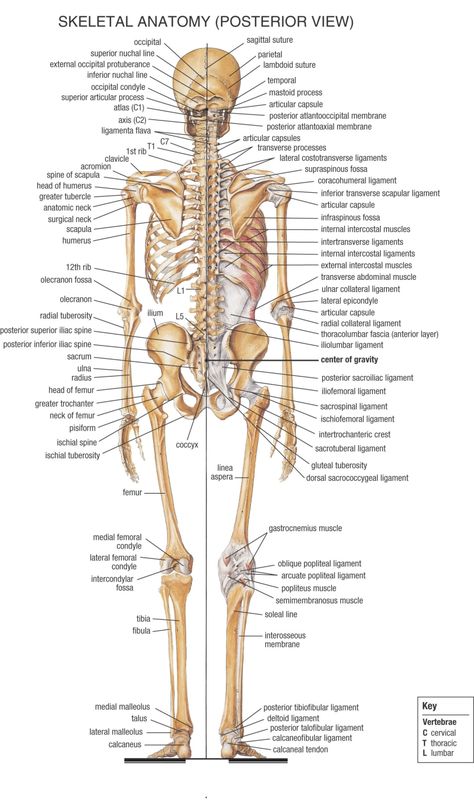 School Sheets, Medical Terminology Study, Human Skeleton Anatomy, Anatomy Bones, Skeleton Anatomy, Basic Anatomy And Physiology, Human Body Anatomy, Muscular System, Muscle Anatomy