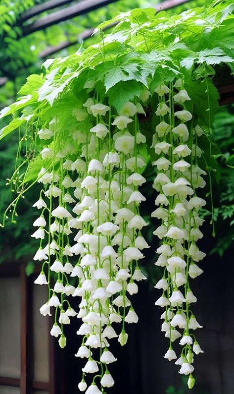 ♔ Bégonias Pleureurs - Weeping Begonias Green Adventure, Pretty Flowers Pictures, Medicinal Herbs Garden, Lily Of The Valley Flowers, Growing Orchids, Moon Garden, Nothing But Flowers, Garden Art Sculptures Diy, Wonderful Flowers