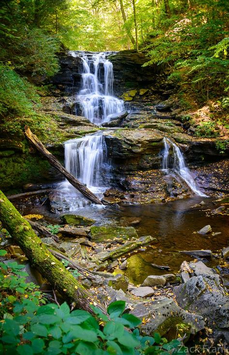 Ricketts Glen, Pennsylvania Drive Across America, Ricketts Glen, Blackwater Falls State Park, Forest Glade, Blackwater Falls, Forest Waterfall, Garden Waterfall, Beautiful Nature Pictures, Amazing Nature