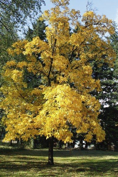 Trimming A Hickory Tree - Learn How To Prune Hickory Trees Hickory Tree, Nursery Tree, Tree Pruning, Tree Nursery, Beautiful Yards, Landscaping Tips, Botanical Beauty, Tree Leaves, Plant Nursery