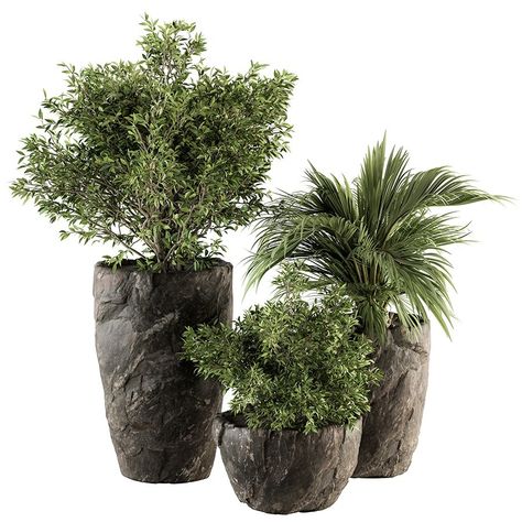 Indoor-plants 232 - Plant Set In Stone Pot - 3D Model for VRay, Corona Stone Rocks, Green And Brown, Indoor Plants, House Plants, Planter Pots, Villa, Photoshop, Stone, Plants