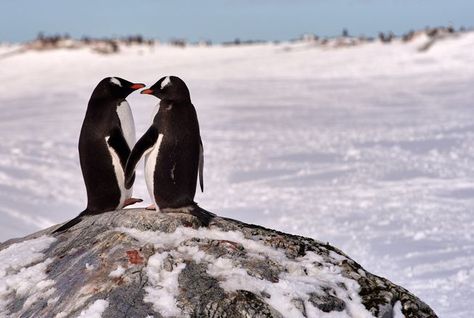 Drake Passage, Penguin Species, Gentoo Penguin, Penguins And Polar Bears, Penguin Art, Penguin Love, Jake The Dogs, Animal Photos, Cute Penguins