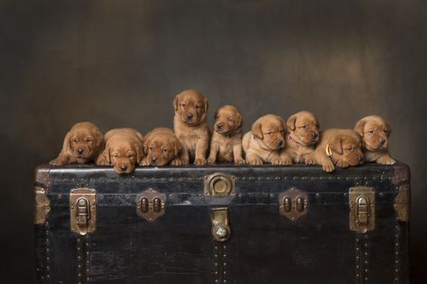 New Puppy Family Photoshoot, 2 Week Old Puppy Photoshoot, Puppy Litter Photoshoot Ideas, Puppy Litter Pictures, Newborn Puppy Litter Photoshoot Ideas, Newborn Puppy Photoshoot Ideas, Coraline Photos, 3 Week Old Puppy Photoshoot, Puppy Picture Ideas