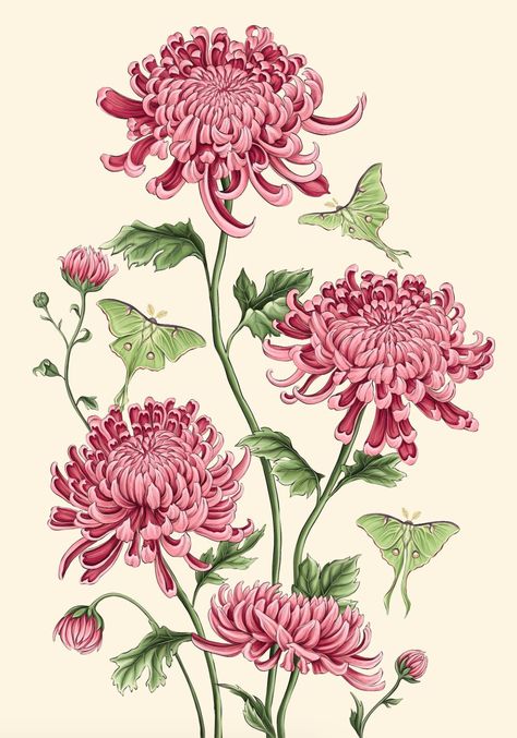 Blooming on your canvas with our stunning chrysanthemum illustration escapade! Where petals meet creativity, and every stroke is a symbolism. Chrysanthemum Flower Illustration, Chrysanthemum Illustration, Chrysanthemum Drawing, Chrysanthemum Watercolor, Floral Illustration Art, Chrysanthemum Painting, November Flower, Luna Moths, Peony Illustration