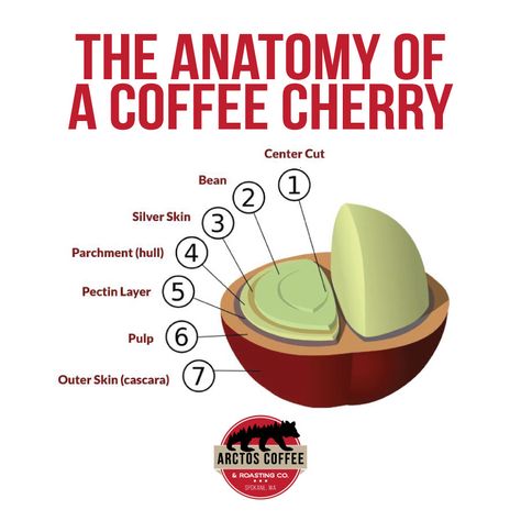 Coffee Bean Anatomy, Coffee Cherry Anatomy, Coffee Anatomy, Swamp Juice, Pumpkin Spice Coffee Recipe, Coffee Bean Tree, Coffee Roasting Process, Coffee Chart, Coffee Cherry