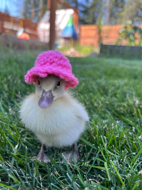 Chicks And Ducklings, Ducks For Beginners, Raising Ducklings, Duck Pics, Duck Feed, Cute Ducks, Backyard Ducks, Raising Ducks, Era Aesthetic