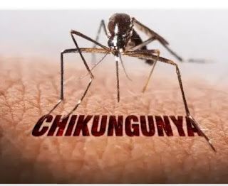 HEALTH TIPS: chiken gunya Viral Fever, Fever Symptoms, Turmeric Vitamins, Homeopathy Medicine, Disease Symptoms, Viral Infection, Health Books, Natural Therapy, Signs And Symptoms