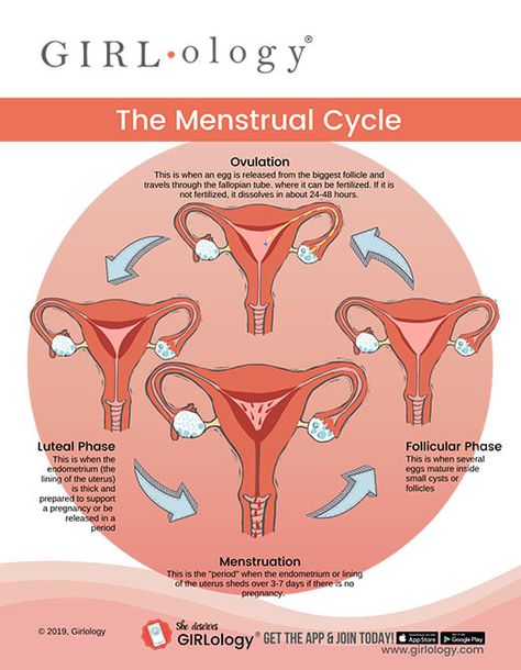 Menstrual Cycle Phases | Tampax® Cycle Phases, Menstrual Cycle Phases, Menstruation Cycle, Period Cycle, Corpus Luteum, The Menstrual Cycle, Progesterone Levels, Menstrual Health, Fallopian Tubes