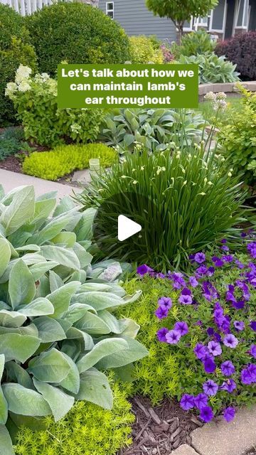 Joy in the Garden 🌸Joyce Merschman Ludlow on Instagram: "Lamb’s Ear has a lovely blue hue with a soft beautiful texture. It’s one of my favorite plants in the garden. I prefer the Helen Von Stein variety because of the beautiful rosette shape.   Lamb’s Ear look better with a little maintenance here and there throughout the season to make sure they stay tidy looking and so they don’t crowd other plants. They grow fast so staying on top of their growth may be needed (unless you want it to be a ground cover and spread fast - if so, you’ll love it and won’t have to do a thing). I have six lamb’s ear just in this front yard garden. I have about 20 in my entire yard, so clearly it’s one of my favorites. I plant it in full sun, part sun, and even in areas with only dappled sun. It’s easy to plan Lambs Ear Border, Helen Von Stein Lambs Ear, Lambs Ear Landscaping, Lambs Ear Plant, Lamb's Ear, Lambs Ear, Front Yard Garden, Yard Garden, Ground Cover