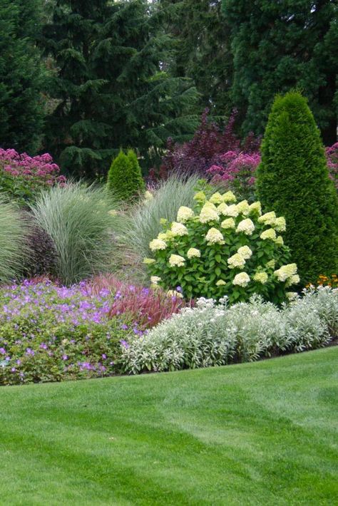 Hydrangea shrubs, Ornamental grasses and Thuja - perfect eye-catchers. Different flowering shrubs can be used as a picturesque ground cover. Hydrangea With Grasses, Hydrangea And Ornamental Grasses, Landscaping With Grasses And Shrubs, Hydrangea And Grasses Landscaping, Grasses And Hydrangeas, Hydrangea And Grasses, Hydrangea Garden Ideas, Hydrangea Landscaping Ideas, Hydrangea Bed