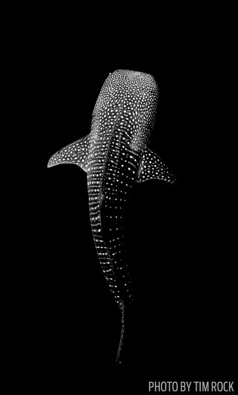 Whale Shark Tattoo, Shark Pictures, Whale Sharks, Black Paper Drawing, Shark Tattoos, Beautiful Sea Creatures, Whale Shark, Marine Animals, Ocean Creatures