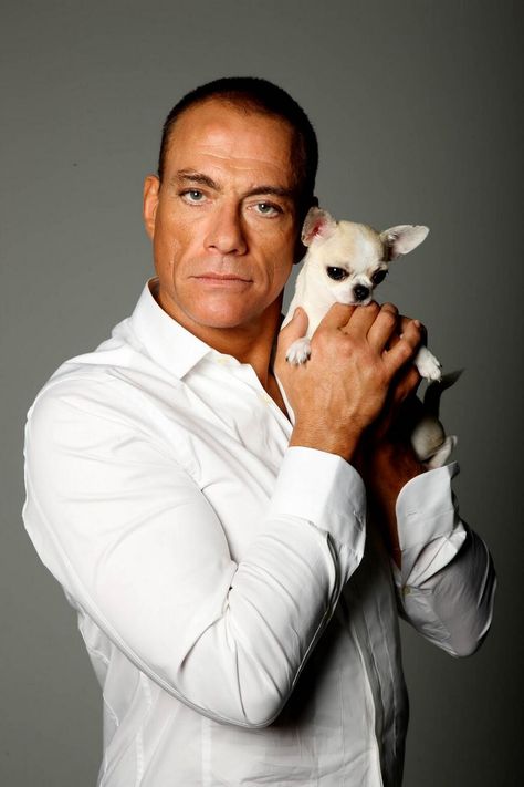 Jean Claude Van Damme Action Movie Stars, Claude Van Damme, Jean Claude Van Damme, Panda Lindo, Actor Quotes, Van Damme, Cute Chihuahua, Chihuahua Love, Chihuahua Puppies