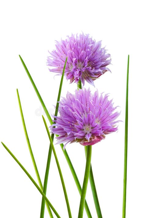 Chive Flower. And leaf isolated on whtie background #Sponsored , #SPONSORED, #SPONSORED, #Flower, #background, #whtie, #Chive Chives Flowers, Chive Flowers, Chives Plant, Chive Flower, Flower Stock, Flower Background, Floral Background, Stock Images Free, Stock Images