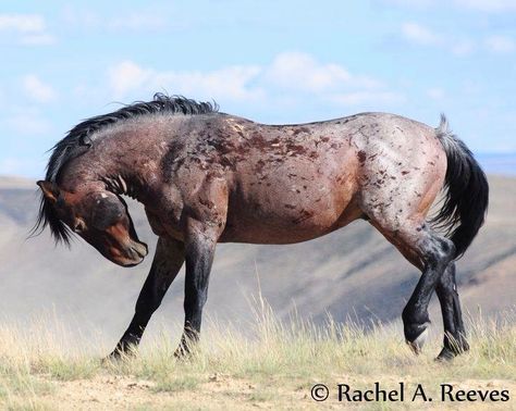 Bay Roan Mustang Horse Stallion Gelding Mare Horse Colors, Mustang Horse, Wild Mustangs, Appaloosa Horses, Majestic Horse, All The Pretty Horses, Horse Crazy, Appaloosa, Horse Coloring