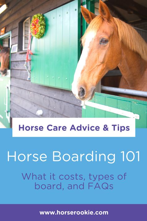 Horse Boarding Business, Horse Information, Riding Tips, Horse Riding Tips, Horse Boarding, Horse Care, Pros And Cons, Horse Riding, Feel Confident