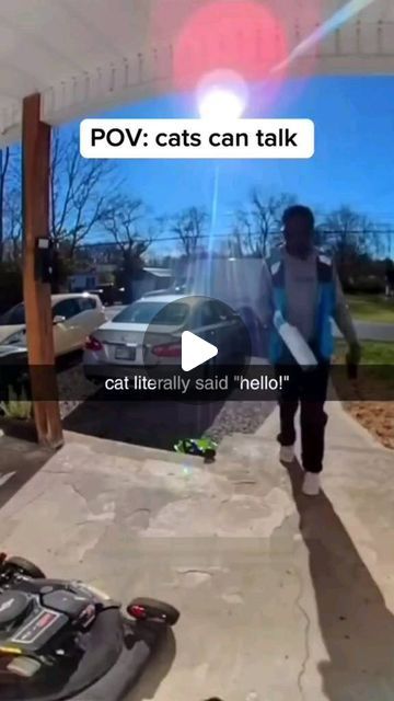 Say Leo Leo on Instagram: "Funny cats 😂 #cats #funnycats #animals #pets #cute #funnyanimals #funnyvideos" Talking Cats, Cat Talk, Pets Cute, Pet Kitten, Can't Stop Laughing, Instagram Funny, Funny Cat Videos, Cat Gif, Cat Life