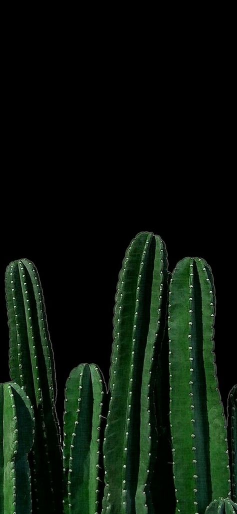 Amoled Phone Wallpaper 055 - [1080x2340] Cactus Dark Aesthetic, Dark Desert Aesthetic, Cactus Phone Wallpaper, Bondi House, Desenio Posters, Cozy Goth, Succulent Photography, Wallpaper Iphone Vintage, Kaktus Dan Sukulen