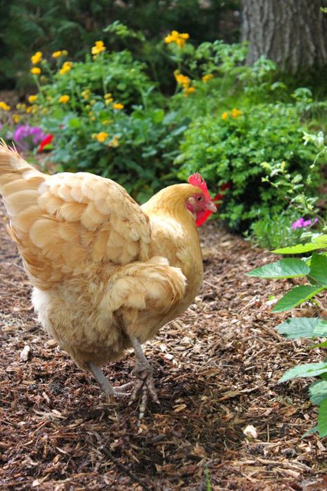 Natural Dewormer For Chickens, Value Added Farm Products, Cluckingham Palace, Plants For Chickens, Chicken Business, Chicken Coop Blueprints, Chicken Yard, Cheap Chicken Coops, Homestead Animals