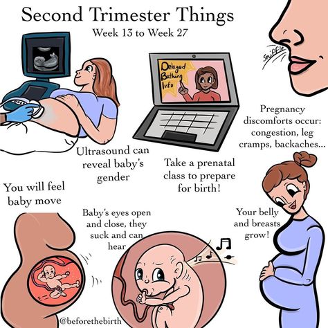 Second Trimester Maternity Outfits, Pregnancy Reality, Newborn Prep, 2nd Trimester Pregnancy, First Trimester Symptoms, 1st Trimester Pregnancy, Pregnancy Super Foods, Detailed Anatomy, Second Trimester Pregnancy