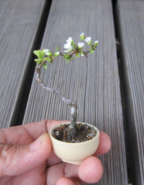 38 Bonsai Trees That Are a Perfect Tiny Version Of Nature Bonsai For Beginners, Bonsai Indoor, Bonsai Mame, Flowering Bonsai Tree, Bonsai Tree Types, Bonsai Tree Care, Mame Bonsai, Plant Magic, Plantas Bonsai