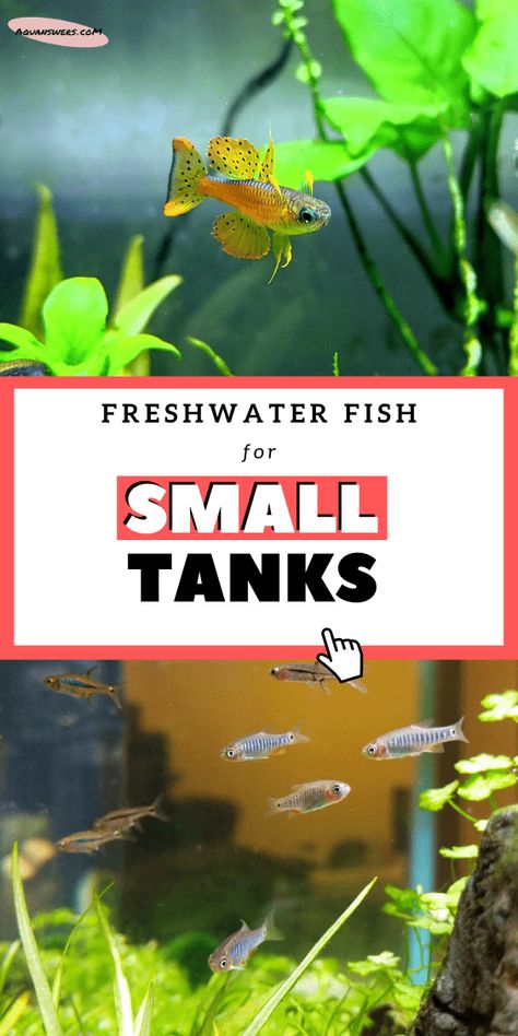 3 Gallon Fish Tank, Fish For Beginners, 10 Gallon Fish Tank, Best Whey Protein Powder, Fish Tank Themes, Best Whey Protein, Ikan Air Tawar, Fish Tank Terrarium, Small Fish Tanks